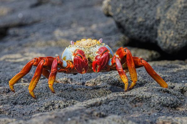 Jones, Adam 아티스트의 Sally lightfoot crab Floreana Island-Galapagos Islands-Ecuador작품입니다.